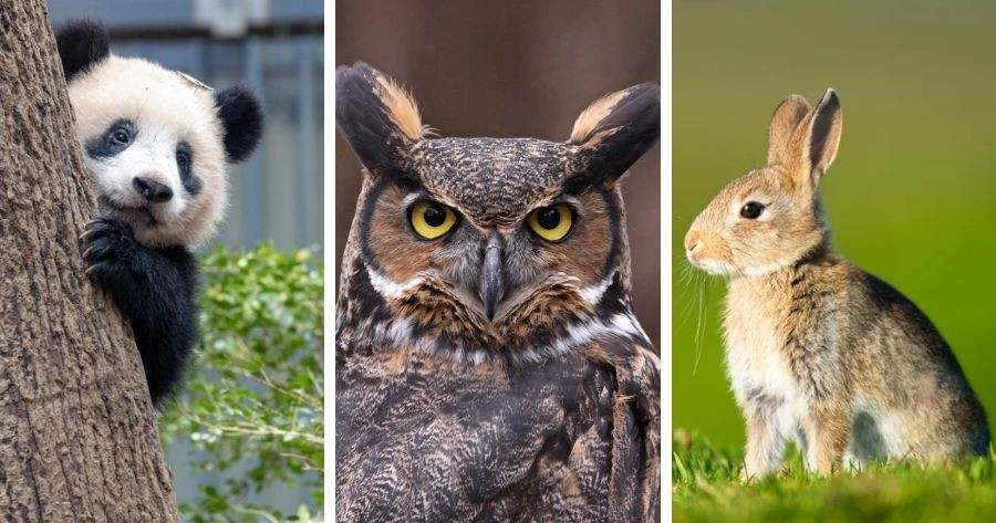 Find Your Spirit Animal: What Animal Are You Most Like?